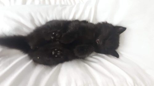 Speelmaatje gezocht voor huidig kitten 12 weken