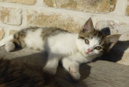 kitten zoekt baasje