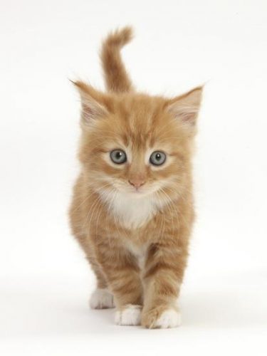 Wij zoeken een of misschien 2 kittens