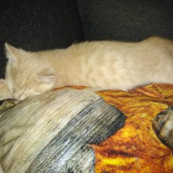kitten1