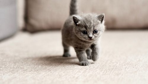 Opzoek naar 2 kittens