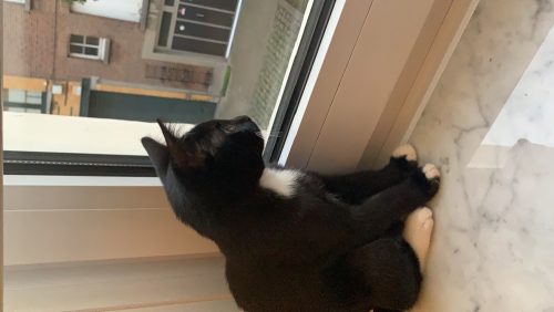 Kattin kitten gezocht