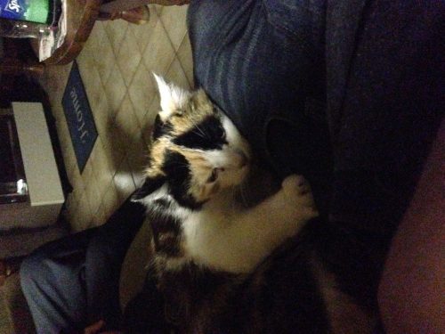 wij zijn opzoek naar kitten max 2 kittens