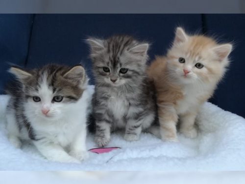 lieve jonge nesten voor jou