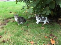 kittens regio Vlaamse Ardennen