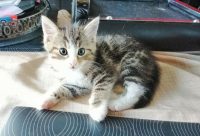 Lieve Kittens 6 weken oud. Eten zelfstandig en gaan op de kattenbak