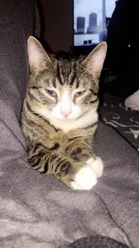 ik ben op zoek naar en katje