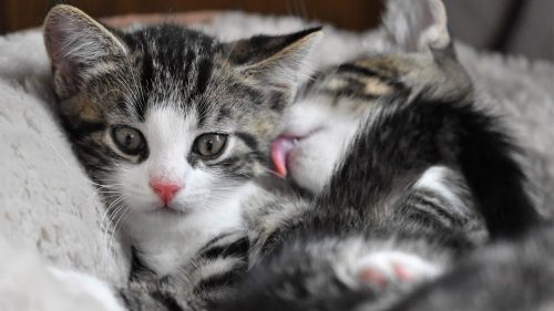 Vrouwelijke kitten gezocht!