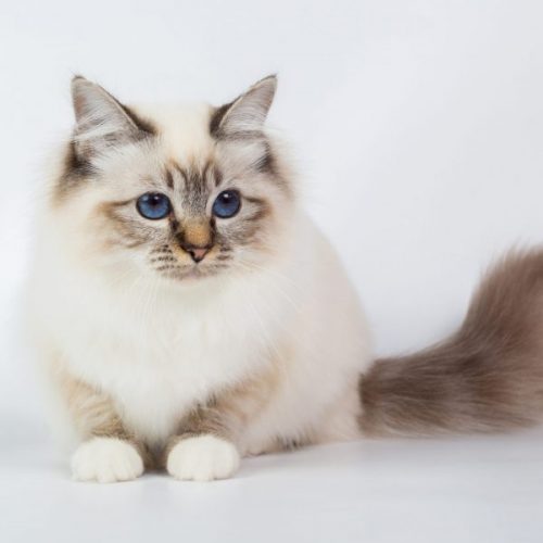 Kattin kitten gezocht