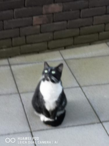 Pitou 5  jaar