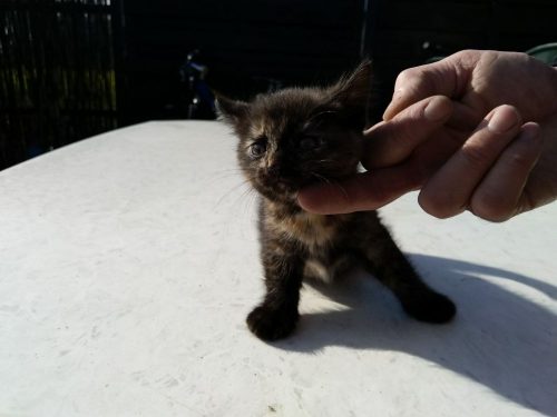 Kittens zoeken warme thuis