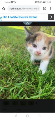 We zoeken een lapjes kitten