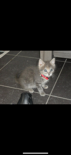 Warme thuis zoekt lieve kitten ( liefst kattin)