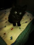 Kater 4 weken oud