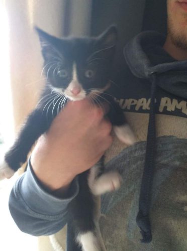 Wit met zwart en tijger met wit en zwart met wit