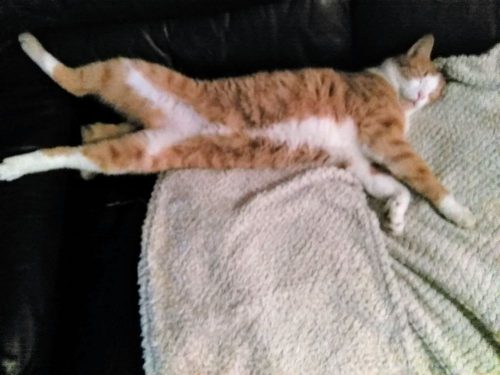 Ik zoek een nieuw poesje