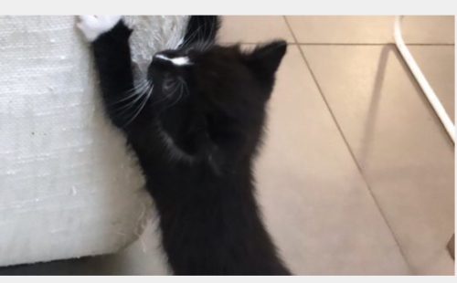 Gezocht Zwart wit katertje