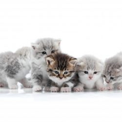 vier-kleine-schattige-grijze-kittens-en-een-donkerbruin-kitten-poseren_7502-1047