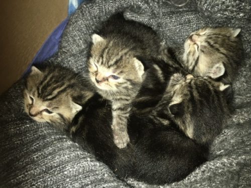 kittens weg te geven gratis