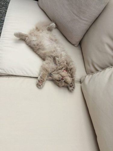 kitten:kattin gezocht