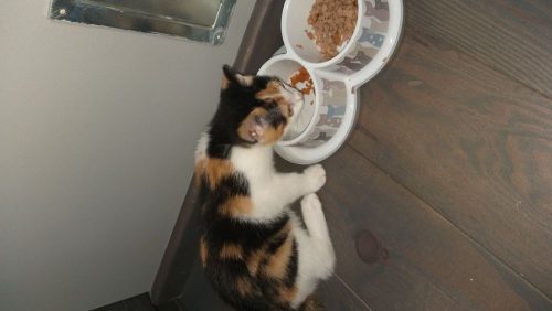 Lieve kitten 3 maanden oud