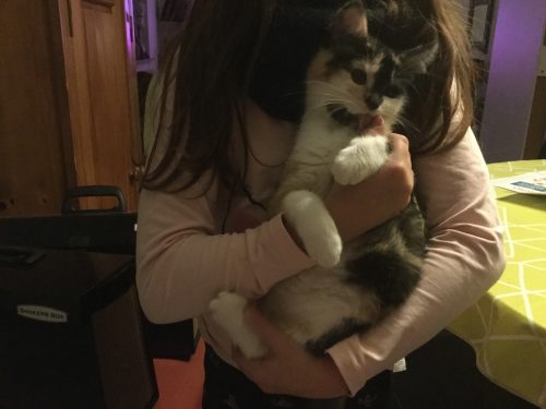 Gratis kitten(meisje)