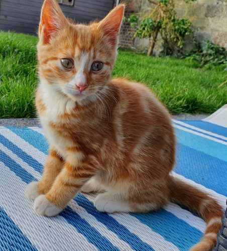 Roste kitten (kater) besproken