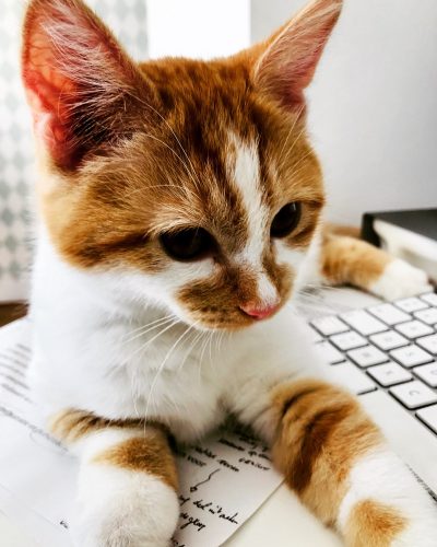 Ros wit kitten gezocht