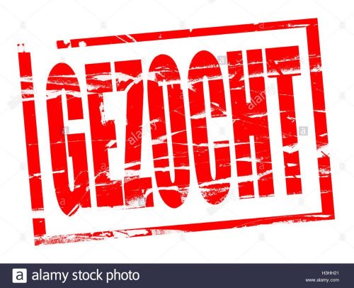 Kitten katertje gezocht