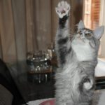 Op zoek naar een nieuw familielidje