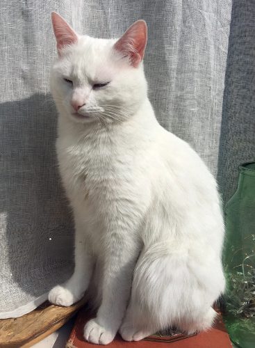 Ik zoek witte kitten of iets oudere poes