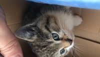 We zoeken een nieuw thuis voor onze kitten