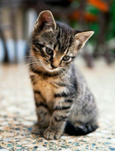 Op zoek naar een kitten