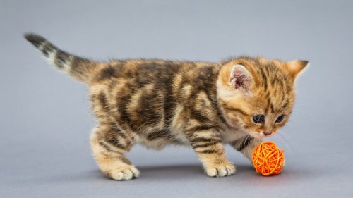 GEZOCHT kitten (katertje) regio DIEST