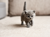 Kitten gezocht!