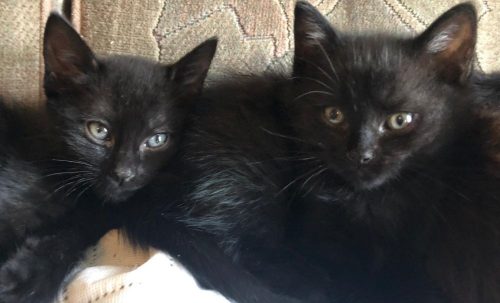 Zwarte kittens