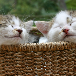 Finding-homes-for-your-kittens-1