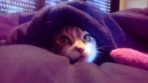 Kitten of junior kat/poes gezocht regio ruim antwerpen