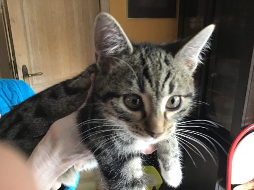 tijgertjes- en spookjeskittens ter adoptie