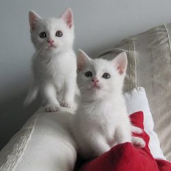 witte kittens 2589