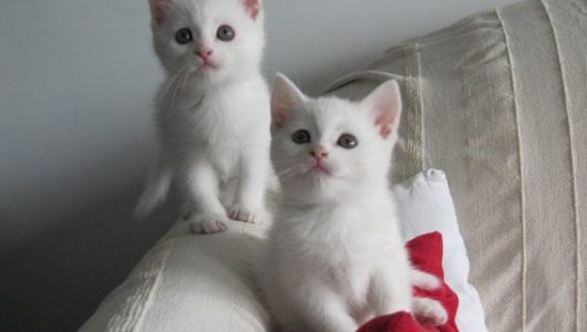 witte kittens 2589