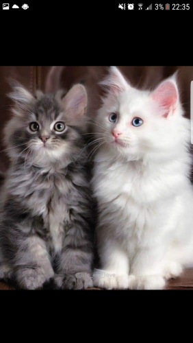 Ik zoek vrouwelijk kitten régio gent