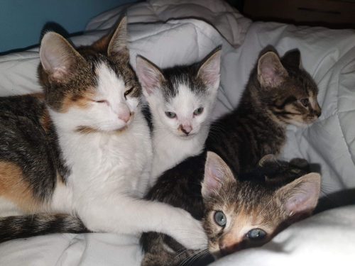 Kittens zoeken goede thuis
