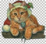 gezocht kitten katertje