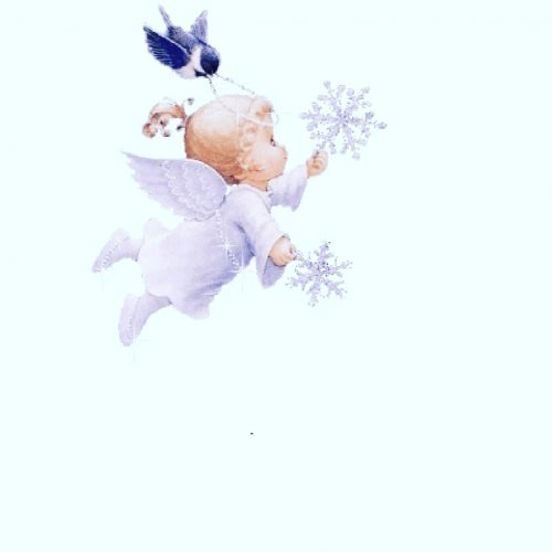 Wij zoeken een katje voor ons gezinnetje