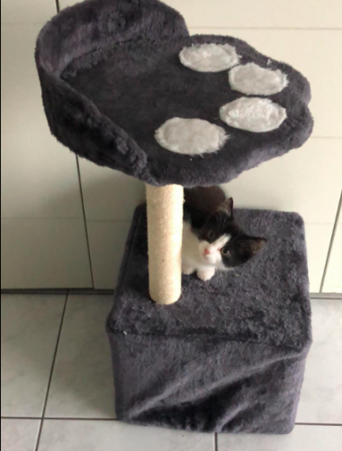 Zwart-witte kater (ongeveer 4 maand oud)