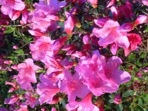 Kittens of jonge katten gezocht