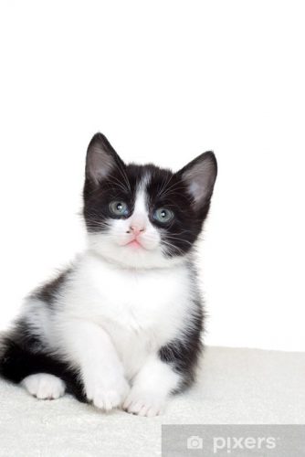 Gezocht kitten regio Oudenaarde/Oost-Vlaanderen