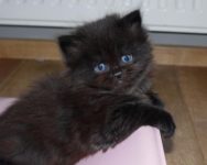 Gratis katertje gezocht liefst langharig