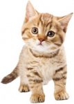 lieve kitten gezocht